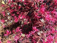 e8aa1c86-20160416 loropetalum .jpg